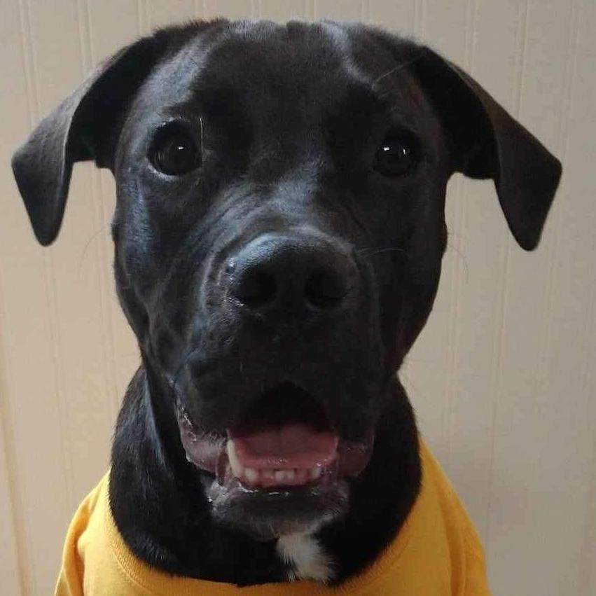 Anthropology Professor’s Therapy Dog Reduces Student Stress Level